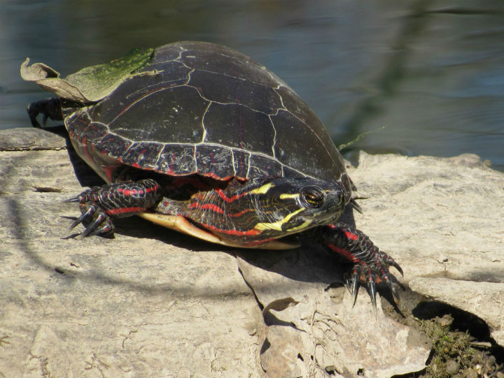 Midland Painted Turtle